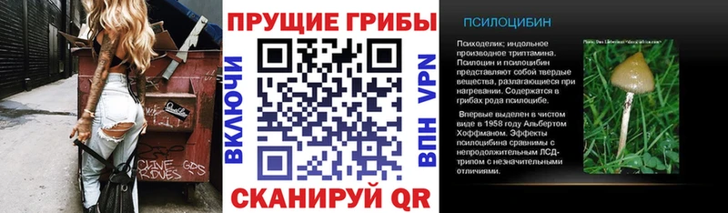 это Telegram  Бор  Псилоцибиновые грибы Cubensis 